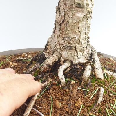 Outdoor bonsai -Larix decidua - Larch - 5