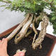 Indoor bonsai -Phyllanthus Niruri- Smuteň - 5/6