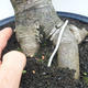 Indoor bonsai -Phyllanthus Niruri- Smuteň - 5/6