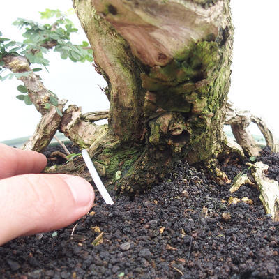 Indoor bonsai -Phyllanthus Niruri- Smuteň - 5
