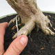 Indoor bonsai - Cudrania equisetifolia - 5/5