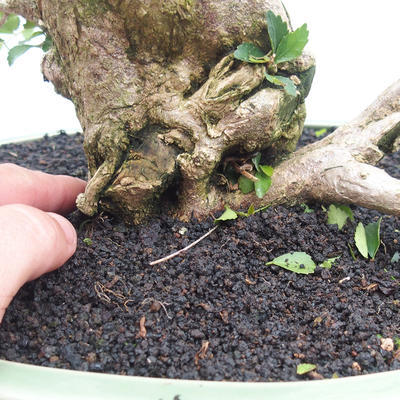 Indoor bonsai - Cudrania equisetifolia - 5