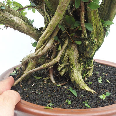 Indoor bonsai - Cudrania equisetifolia - 5