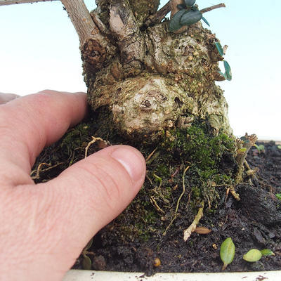 Room bonsai - Olea europaea sylvestris -Oliva European drobnolistá - 5