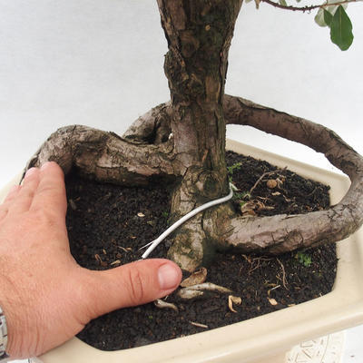 Indoor bonsai -Eleagnus - Hlošina - 5