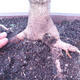 Outdoor bonsai - Baby jelly - Acer campestre - 5/6
