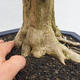 Indoor bonsai - Duranta erecta Variegata - 5/6