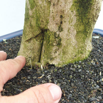 Indoor bonsai - Duranta erecta Variegata - 5