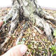 Outdoor bonsai - Pinus parviflora - Small-flowered pine - 5/5