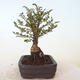 Outdoor bonsai - Ulmus parvifolia SAIGEN - Small-leaved elm - 5/7