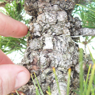 Outdoor bonsai - Pinus thunbergii - Thunberg Pine - 5