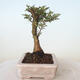 Outdoor bonsai - Ulmus parvifolia SAIGEN - Small-leaved elm - 5/7