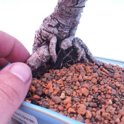 Outdoor bonsai - Small tree bark - Pinus parviflora glauca - 5