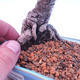 Outdoor bonsai - Small tree bark - Pinus parviflora glauca - 5/7