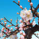 Outdoor bonsai -Japanese Apricot - Prunus mume - 5/6