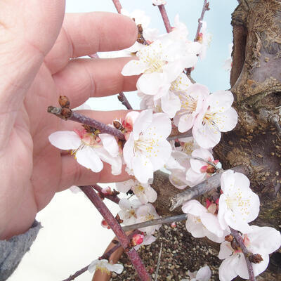 Outdoor bonsai -Japanese apricot - Prunus Mume - 5