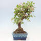 Outdoor bonsai -Malus Halliana - fruited apple - 5/7