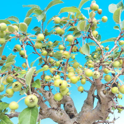Outdoor bonsai - Malus halliana - Malplate apple tree - 5