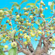 Outdoor bonsai - Malus halliana - Malplate apple tree - 5/5