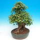 Outdoor bonsai - Maple Buergerianum - Burger Maple - 5/6