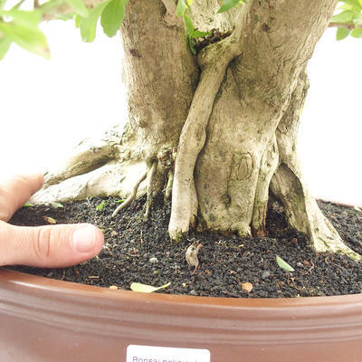 Indoor bonsai - Duranta erecta Aurea - 5