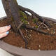 Outdoor bonsai - Prunus spinosa - blackthorn - 5/6