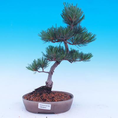 Outdoor bonsai - Small tree bark - Pinus parviflora glauca - 5