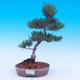 Outdoor bonsai - Small tree bark - Pinus parviflora glauca - 5/7
