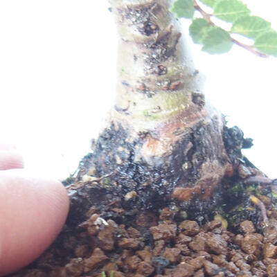 Outdoor bonsai - Ulmus parvifolia SAIGEN - Small-leaved elm - 5