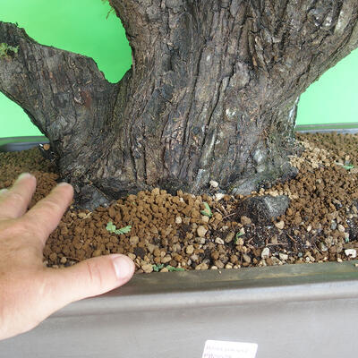 Indoor bonsai - Akacia Arabica - 5