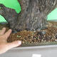 Indoor bonsai - Akacia Arabica - 5/7