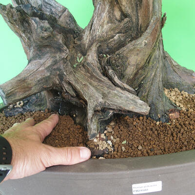 Indoor bonsai - Akacia Arabica - 5