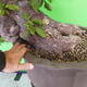 Indoor bonsai - Bouganwilea - 5/6