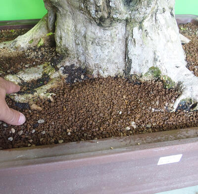 Indoor bonsai - Bouganwilea - 5