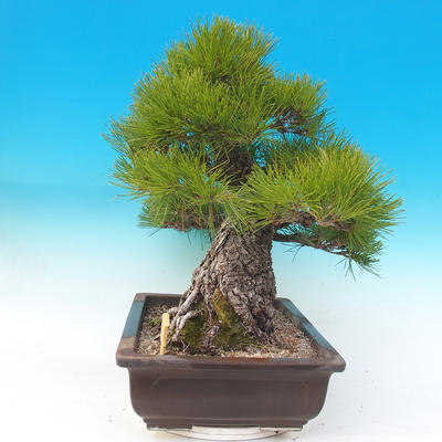 Outdoor bonsai - Pinus thunbergii - Thunberg Pine - 5