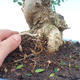 Room bonsai - Olea europaea sylvestris -Oliva European drobnolistá - 5/6