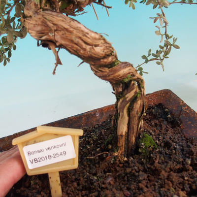 Outdoor Bonsai-Mochna Shrubs - Dasiphora fruticosa Yellow - 5