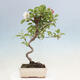 Outdoor bonsai - Malus halliana - Small-fruited apple tree - 5/6