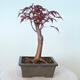 Outdoor bonsai - Acer palm. Atropurpureum-Red palm leaf - 5/6
