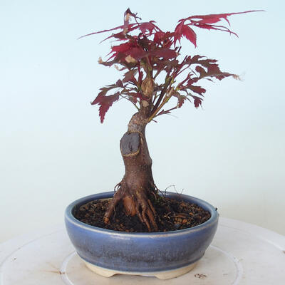 Outdoor bonsai - Acer palm. Atropurpureum-Red palm leaf - 5