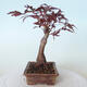 Outdoor bonsai - Acer palm. Atropurpureum-Red palm leaf - 5/5