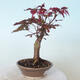 Outdoor bonsai - Acer palm. Atropurpureum-Red palm leaf - 5/5