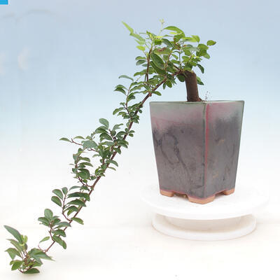 Indoor bonsai - Grewia occidentalis - Lavender star - 5