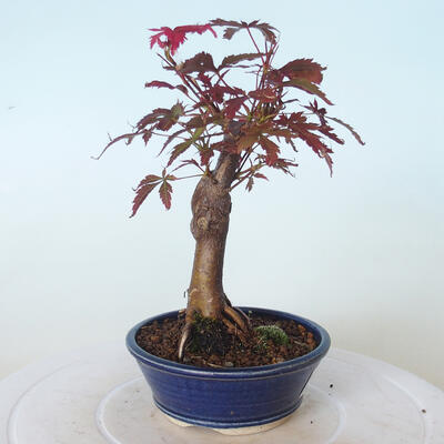 Outdoor bonsai - Acer palm. Atropurpureum-Red palm leaf - 5