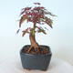 Outdoor bonsai - Maple palmatum DESHOJO - Maple palmate - 5/6