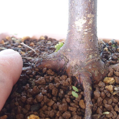 Outdoor bonsai - Maple palmatum sangokaku - Maple palm leaf - 5