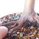 Outdoor bonsai - Maple palmatum sangokaku - Maple palm leaf - 5/5