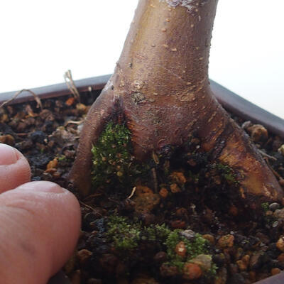 Outdoor bonsai - Maple palmatum DESHOJO - Maple palmate - 5