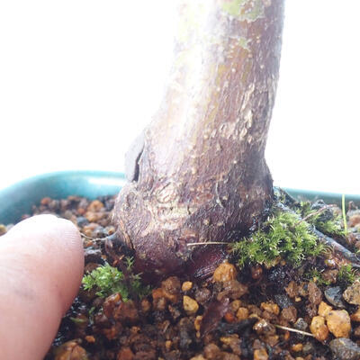 Outdoor bonsai - Maple palmatum DESHOJO - Maple palmate - 5