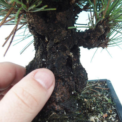Outdoor bonsai - Pinus thunbergii corticosa - cork pine - 5